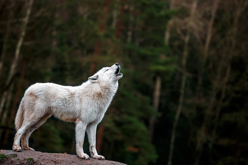 200+ Cute, Cool & Badass Names For Pet Wolf 2 arctic wolf howling